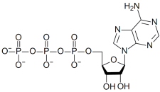 ATP（アデノシン三リン酸）